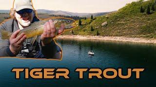 TIGERS OF THE WEST | 80 Trout In 3 Hours!