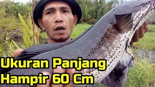 casting ikan gabus di rawa aceh || mancing gabus di rawa || casting ikan gabus | mancing gabus