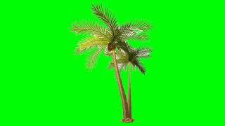Green screen nariyal coconut tree kinemaster chroma key video editor