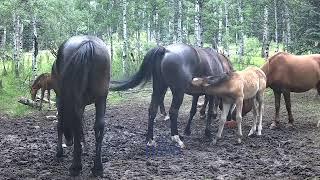 "Meet Rambo: The Brave Wild Stallion of Alberta"