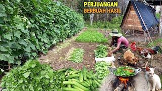 Menjual ke desa, panen bayam,kangkung & timun, masak sayur, hidup dihutan berkebun & beternak CHr-86