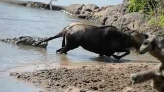 Noble Wildebeest vs. Massive Crocodile