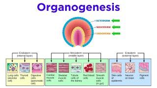 Stages of Animal Development: Cleavage, Gastrulation, Organogenesis