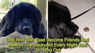 Dog And Wild Toad Become Friends And Meet In The Backyard Every Night Just To Hang Out