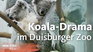 Trauer im Zoo Duisburg: Drei Koalas tot, zwei weitere in Lebensgefahr | WDR Aktuelle Stunde