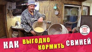 САМЫЙ ПРОСТОЙ КОРМ Для Свиней | КАК НУЖНО КОРМИТЬ СВИНЕЙ | Как Выгодно Кормить Свиней