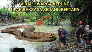 Viral !! Warga Kepung Ular Raksasa Sedang Bertapa