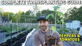 How To Transplant Tomatoes And Peppers So They EXPLODE With Growth!