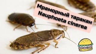 Содержание и разведение кормовых тараканов. Мраморный таракан Nauphoeta cinerea #тараканы #cockroach