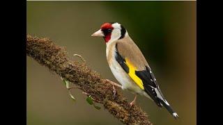 canary bird - canary singing - canary sounds -  canary singing at home - beautiful canary birds