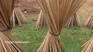 Membuat Anak Panah Shaf dari Bambu Petung