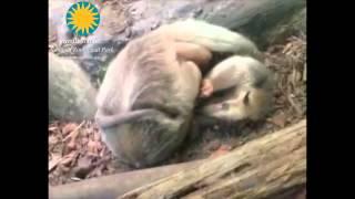 Southern Tamanduas Playing at the Smithsonian's National Zoo