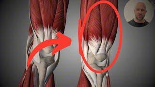 Quadriceps Anatomy | Origins, insertions & actions