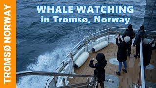 INCREDIBLE ARCTIC WHALE Watching in Tromsø, Norway  Orca & Humpback Whale Tours with Brim Explorer