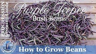 How to Grow Beans  (PROGRESSION) Complete Growing Guide - Purple Teepee Bush Beans