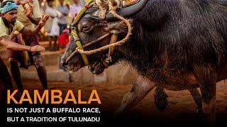 Kambala | The Traditional Buffalo Race Festival | Facts