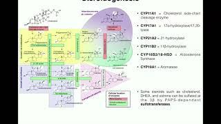 Steroidogenesis | The Biosynthesis of Steroids from Cholesterol