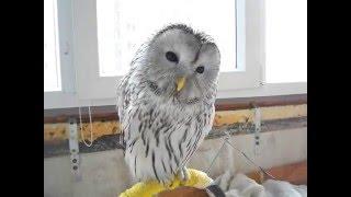 Длиннохвостая неясыть говорит "урурур" - Ural owl says "ururu"