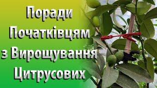 Мої Поради щодо Вирощування Цитрусових для Початківців