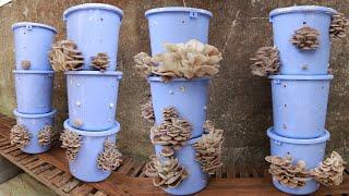 Growing mushrooms at home is super easy with a bucket - Anyone can do it