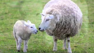 Sheep Sounds and Pictures for Education and Teaching