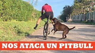 Nos ataca un pitbull | Ibon Zugasti