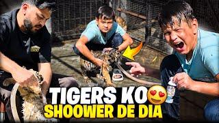 Sb Tigers or Lions Ko Shower De Dia | Rescue krny Wali Sherni Kafi Behtar  | Nouman Hassan