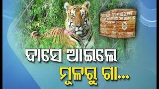 Odisha Govt Planning To Re-Initiate Satkosia Tiger Project