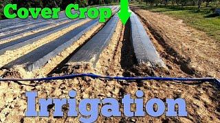 Irrigation Setup/Cover Crop  on Strawberries 