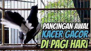 SUARA PIKAT BURUNG KACER GACOR NGEPLONG PAGI!! MASTERAN KACER BUAT TERAPI KACER AGAR CEPAT BUNYI!