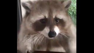 Greedy Raccoon Doesn't Share Grapes