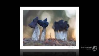 Helvella lacunosa - fungi kingdom