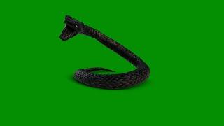 Green Screen Snake VFX | Snake Bit Stock Footage