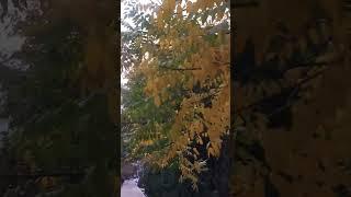 Autumn Tashkent #video #art #travel #love #world #autumn #music