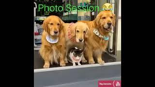 3 Dogs & A Cat Posing For A Photo Shoot
