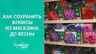 Как сохранить флоксы из магазина до весны