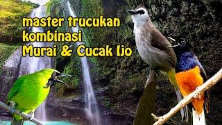 Masteran Trucukan Mewah isian Murai Batu dan Cucak Ijo