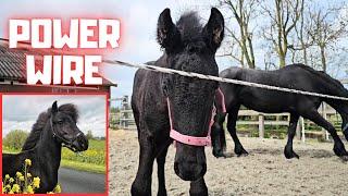 Power Wire. Ouch! You're standing on my foot Belle. Mario for sale. | Friesian Horses