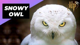 Snowy Owl  Hedwig In Real Life #shorts