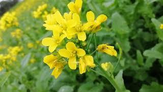 Yellow Mustard Flower Fields | Yellow  Flower