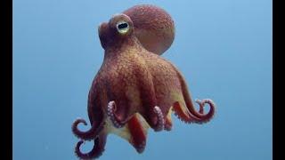 Top 5 Ocean Spy Creatures