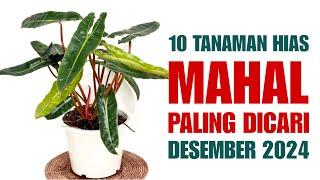 10 Tanaman Hias Mahal Paling Dicari di bulan Desember 2024