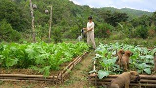 Cuộc sống trên núi: Chăm sóc vườn rau và ngô. Làm bánh chuối chiên