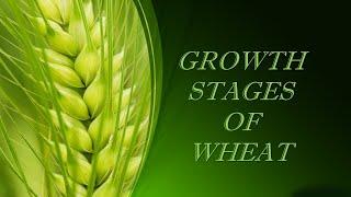 Stages of Growth in Wheat