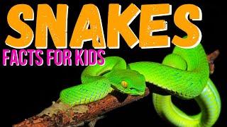 Snake Facts for Kids | What Is A Snake