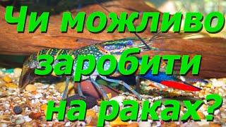 Чи можливо заробити на раках АККР в маленькому приміщенні ?