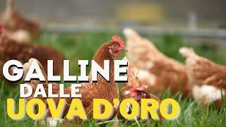 Arrivano le GALLINE: Potrò VENDERE le mie UOVA(FORSE)