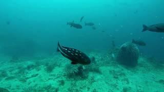 Fish soup on the descent to a technical wall dive in Bali