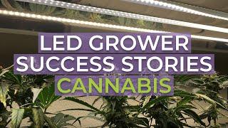 Active Grow T5 LED Grow Light Success Stories: Cannabis