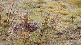 Woodcock on the Moor 4k with sound.